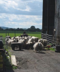 ben hollins sheep at Fordhall Organic Farm Shropshire