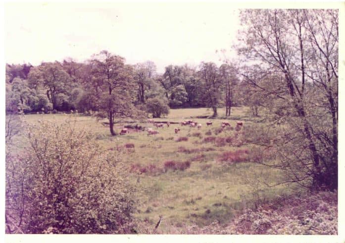Colour Jerseys in meadow