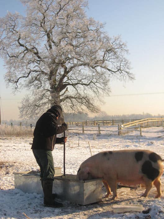 Ben and Pigs Jan 2010 (3)