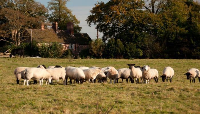 Fordhall Organic Farm sheep