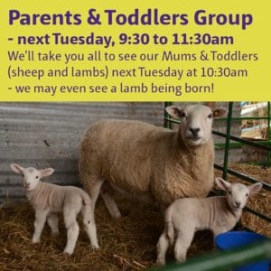 Parents & Toddlers - come and see our new born lambs @ Fordhall Organic Farm | Tern Hill | England | United Kingdom