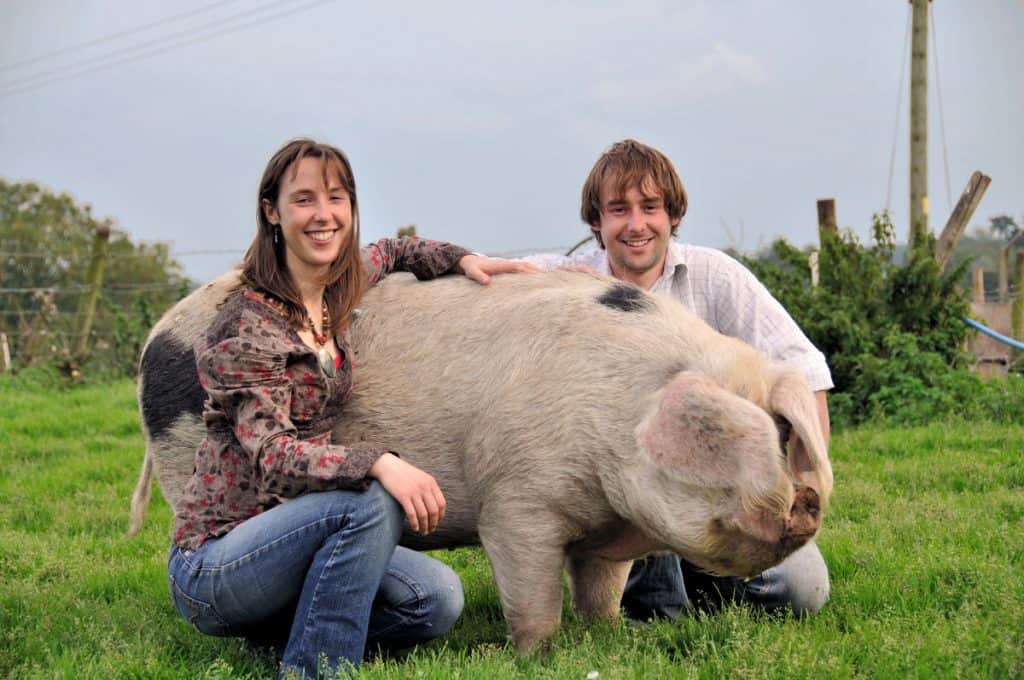 Charlotte Ben Hollins pig at fordhall organic farm